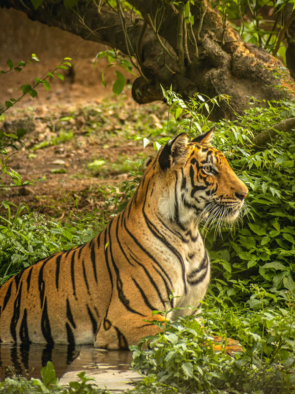 one night two days tour package in sundarban