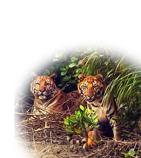 jungle safari with sundarban royal eco resort